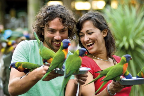 Currumbin Wildlife Sanctuary - New South Wales Tourism  0