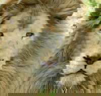 Darling Downs Zoo - New South Wales Tourism 