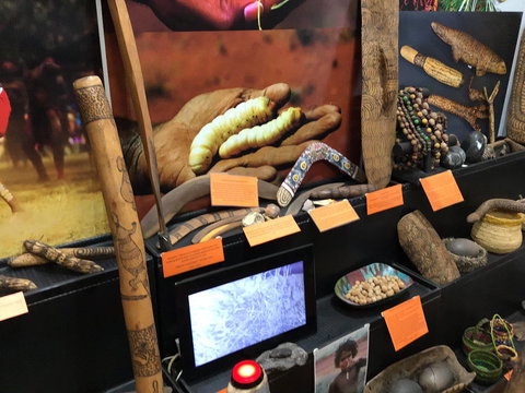 Dingo Dreaming - New South Wales Tourism  1