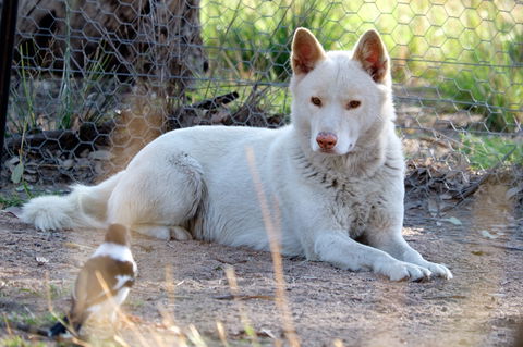 Durong Dingo Sanctuary - New South Wales Tourism  0