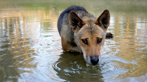 Durong Dingo Sanctuary - New South Wales Tourism  1