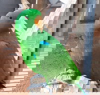 Eyre Reptile  Wildlife Park - New South Wales Tourism 