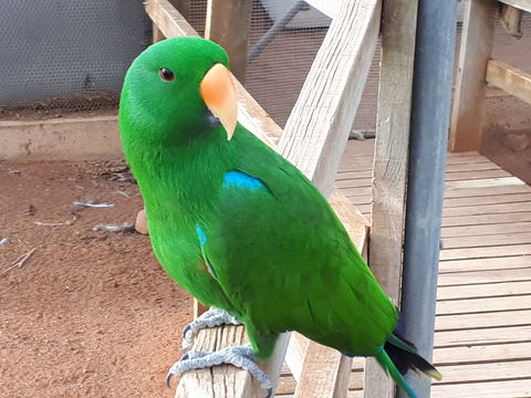 Eyre Reptile & Wildlife Park - New South Wales Tourism  0