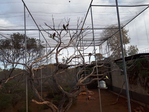 Eyre Reptile & Wildlife Park - New South Wales Tourism  2