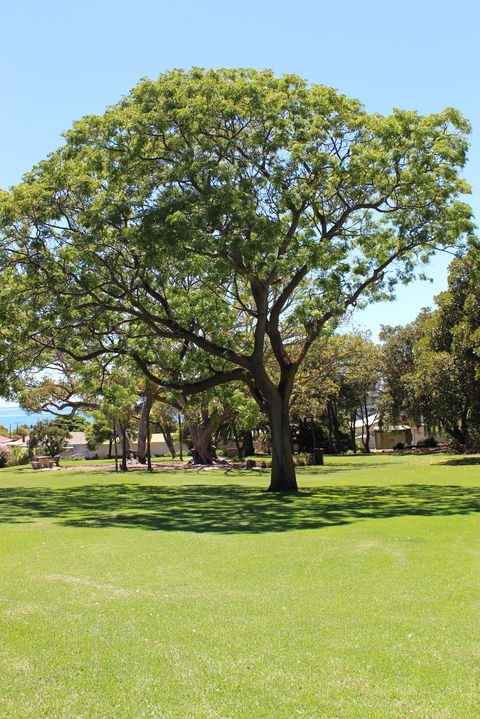 Flinders Park Playground - New South Wales Tourism  0
