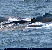 Gerringong Whale Watching Platform - New South Wales Tourism 