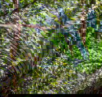 Great North walk - Palm Grove Nature Reserve - New South Wales Tourism 