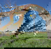 Greenough Leaning Trees - New South Wales Tourism 