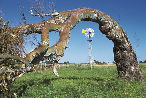 Greenough Leaning Trees - New South Wales Tourism  0