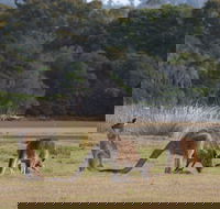 Great Nature Trail - New South Wales Tourism 