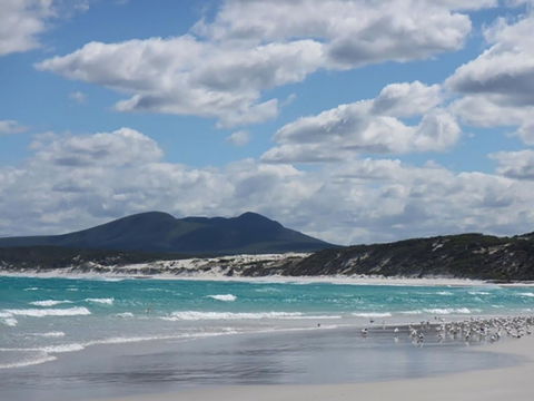 Hakea Walk Trail, East Fitzgerald National Park - New South Wales Tourism  0