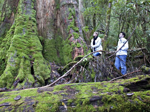 Hastings Caves And Thermal Springs - New South Wales Tourism  2