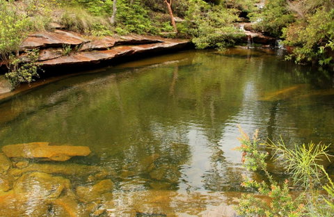 Hominy Creek Walking Track - New South Wales Tourism  0