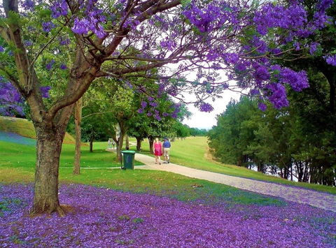 Howe Park - New South Wales Tourism  0