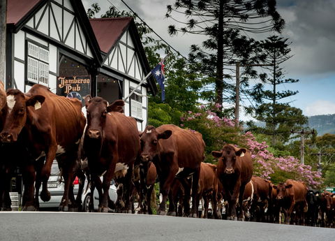 Jamberoo - New South Wales Tourism  0