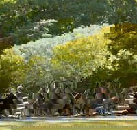 Lone Pine Koala Sanctuary - New South Wales Tourism 