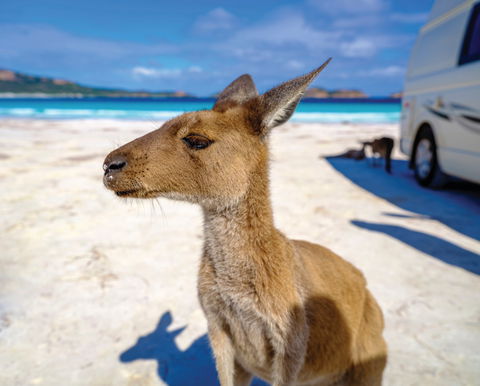 Lucky Bay - New South Wales Tourism  0
