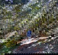 Lyrebird Circuit Walk - New South Wales Tourism 