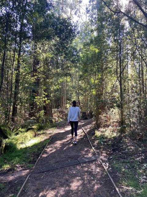 Lyrebird Circuit Walk - New South Wales Tourism  0