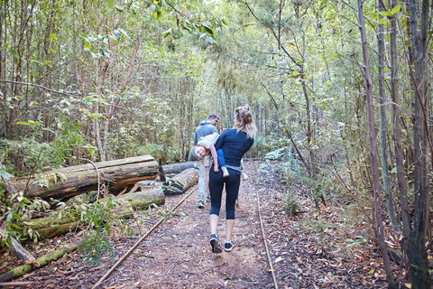 Lyrebird Circuit Walk - New South Wales Tourism  1