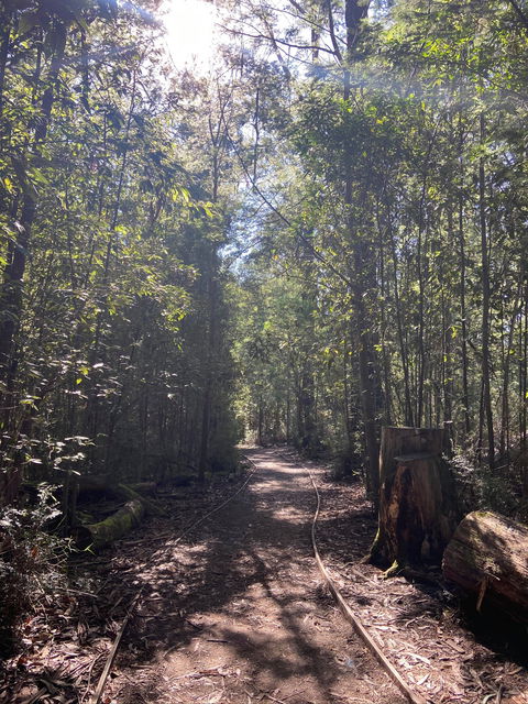 Lyrebird Circuit Walk - New South Wales Tourism  2