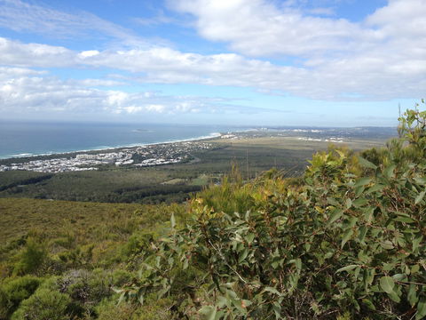 Mount Coolum National Park - New South Wales Tourism  0