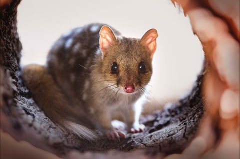 Mulligans Flat Woodland Sanctuary - New South Wales Tourism  0