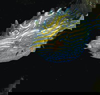 Mushroom Reef Marine Sanctuary - New South Wales Tourism 