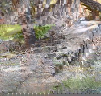 Nyah Vinifera Park - New South Wales Tourism 