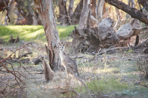 Nyah Vinifera Park - New South Wales Tourism  0