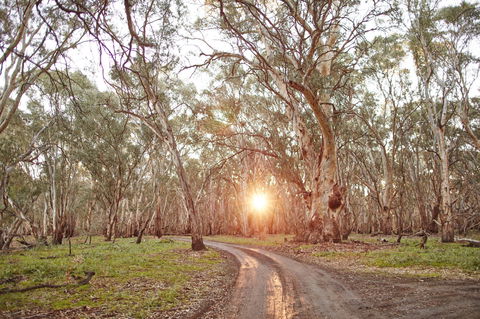 Nyah Vinifera Park - New South Wales Tourism  1