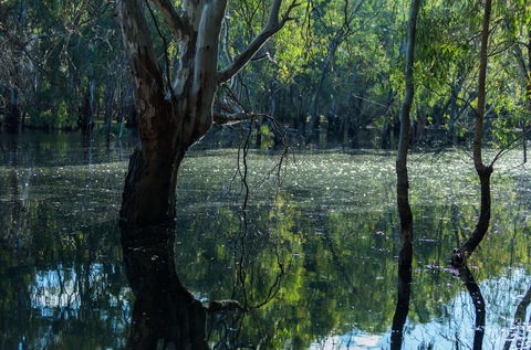 Nyah Vinifera Park - New South Wales Tourism  2