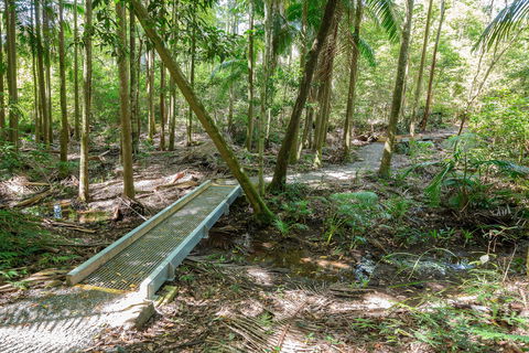 Old Bottlebutt - New South Wales Tourism  0