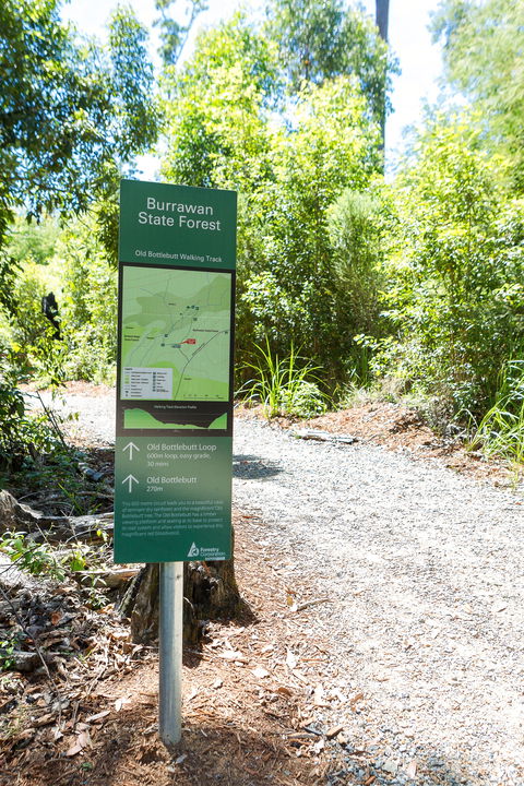 Old Bottlebutt - New South Wales Tourism  1