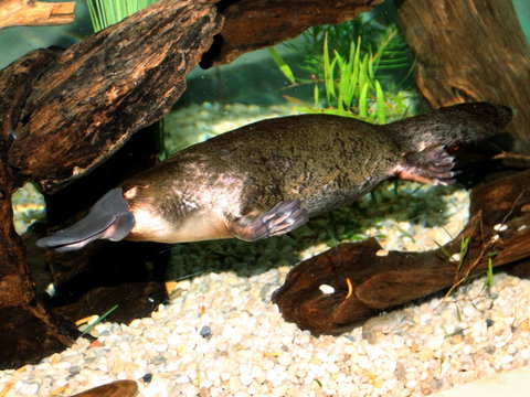 Platypus House - New South Wales Tourism  0