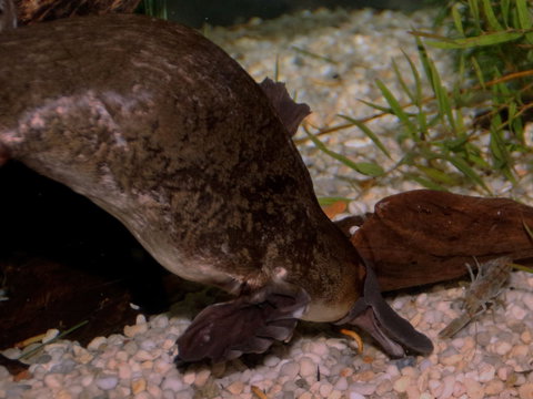 Platypus House - New South Wales Tourism  1