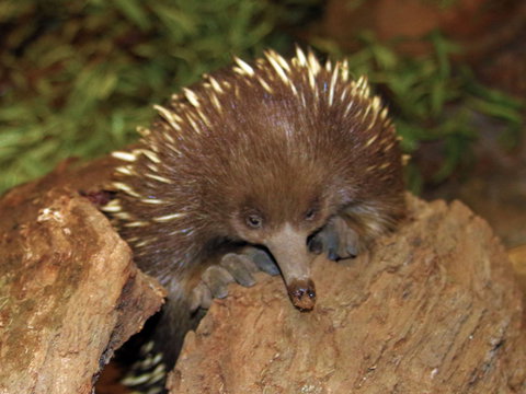 Platypus House - New South Wales Tourism  2