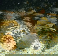 Platypus Pool - New South Wales Tourism 