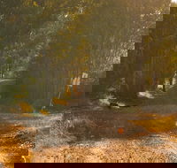 Raysource Road - New South Wales Tourism 