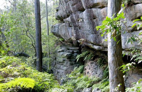 She-Oak Crossing Walk - New South Wales Tourism  0