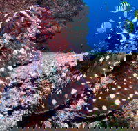 Smith Rock Dive Site - New South Wales Tourism 