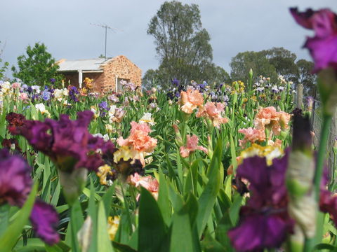Smokin Heights Iris Display Garden - New South Wales Tourism  0