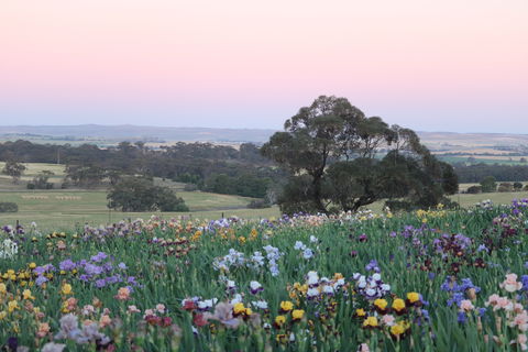 Smokin Heights Iris Display Garden - New South Wales Tourism  1
