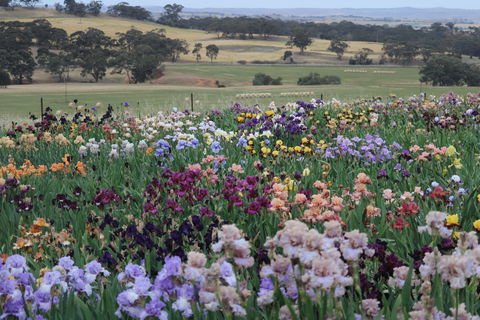 Smokin Heights Iris Display Garden - New South Wales Tourism  2