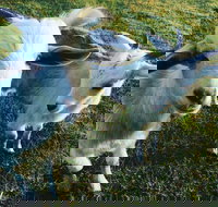 Splitters Farm - New South Wales Tourism 