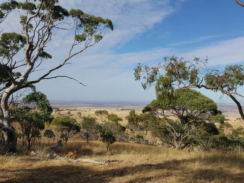 Spring Gully Conservation Park - New South Wales Tourism  1