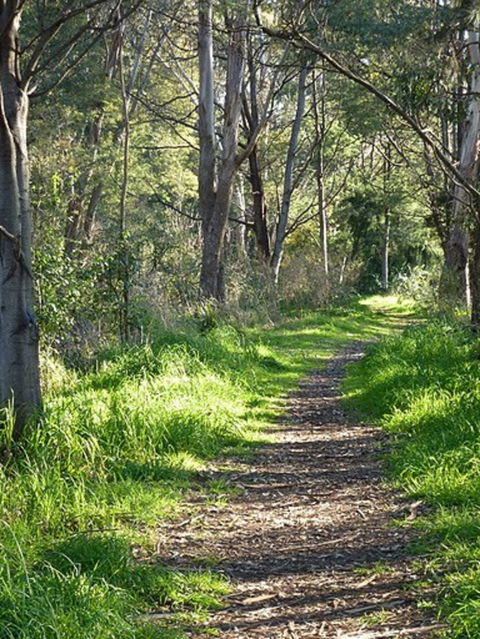 Stoodley Forest Walk And Arboretum - New South Wales Tourism  0