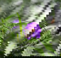 Swainsona Reserve - New South Wales Tourism 