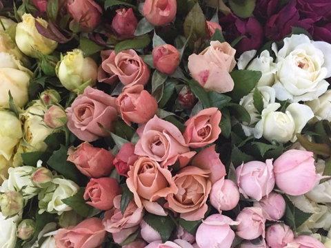 Sydney Flower Market - New South Wales Tourism  0