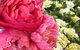 Sydney Flower Market - thumb 2